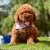 Toy poodle Kore kan yavrularımız